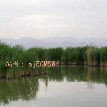 Ը