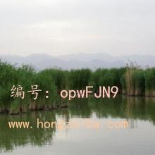 ѡ